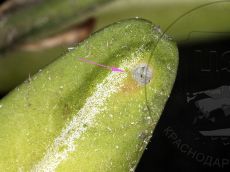 Monarthropalpus buxi галл снизу